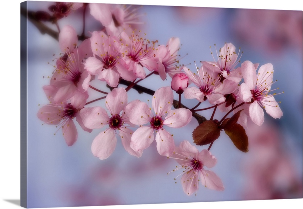 Close-up of cherry blossoms or sakura.