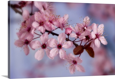 Close-up of cherry blossoms or sakura