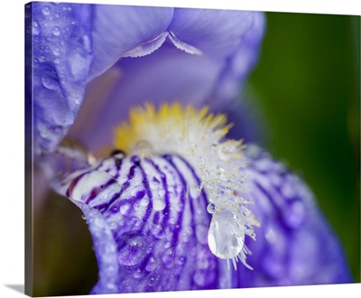 Close-Up Of Dewdrops On A Purple Iris