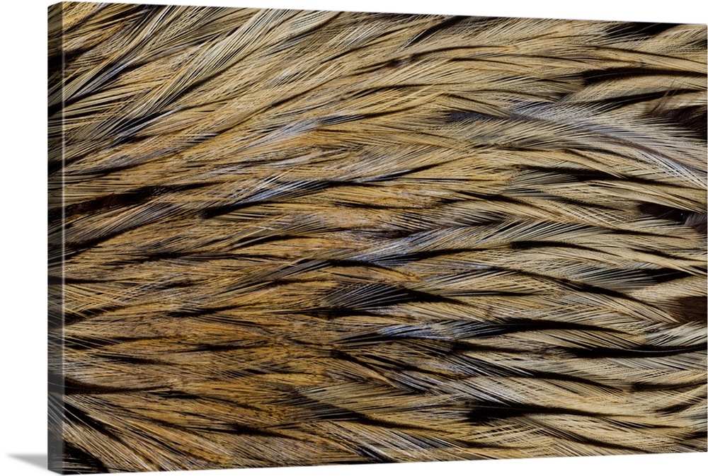 Close-up of feather.