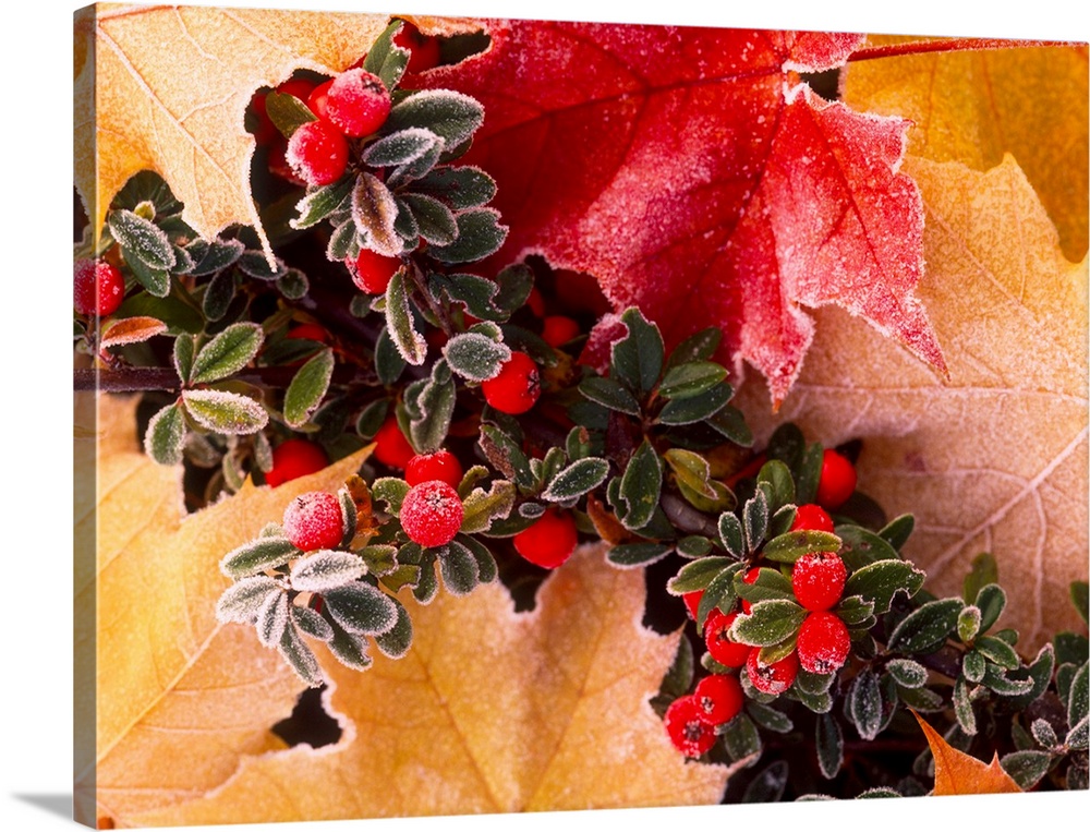 Close-up of frost-covered leaves and berries in autumn.