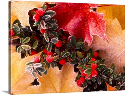 Close-Up Of Frost-Covered Leaves And Berries In Autumn