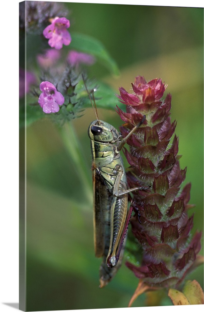 Pennsylvania, Close-up of grasshopper on plant.