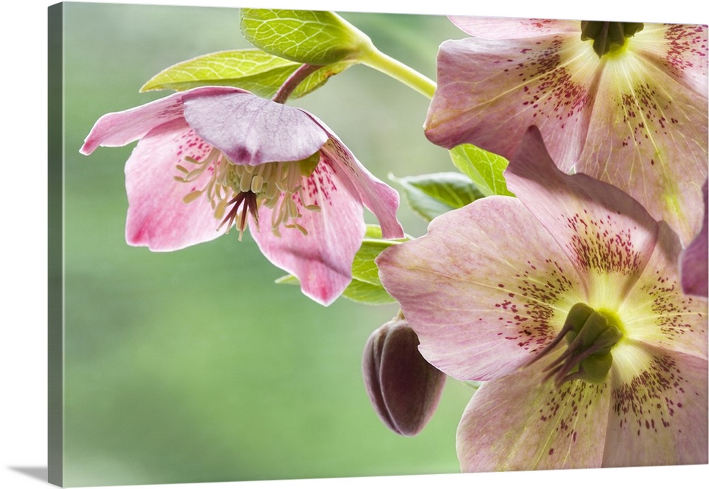 Close-up of hellebore flowers and bud.
