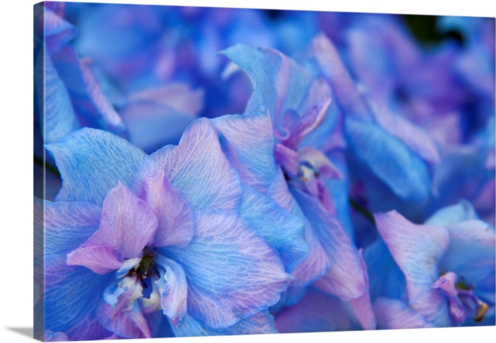 Close up of Hydrangea flowers, Sequim, Washington.