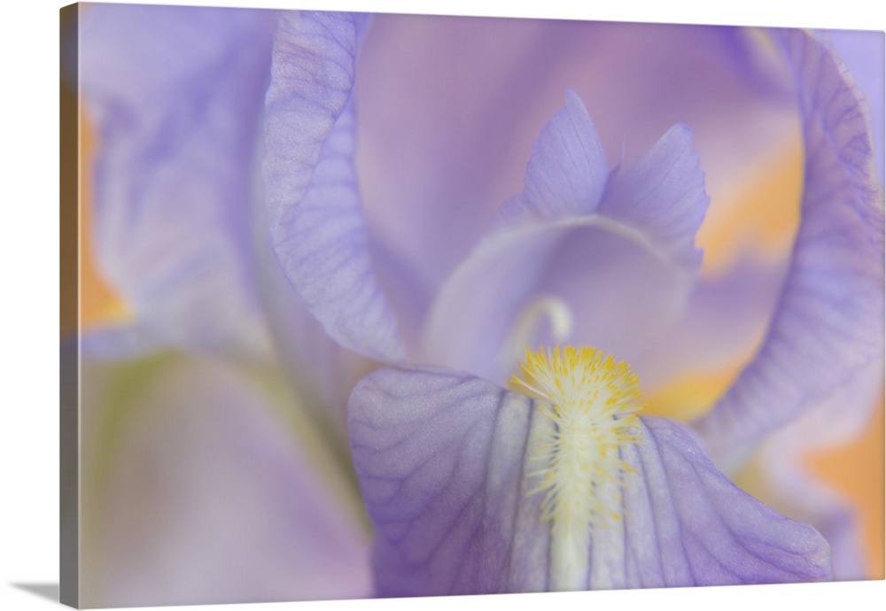 Close-up of iris blossom.