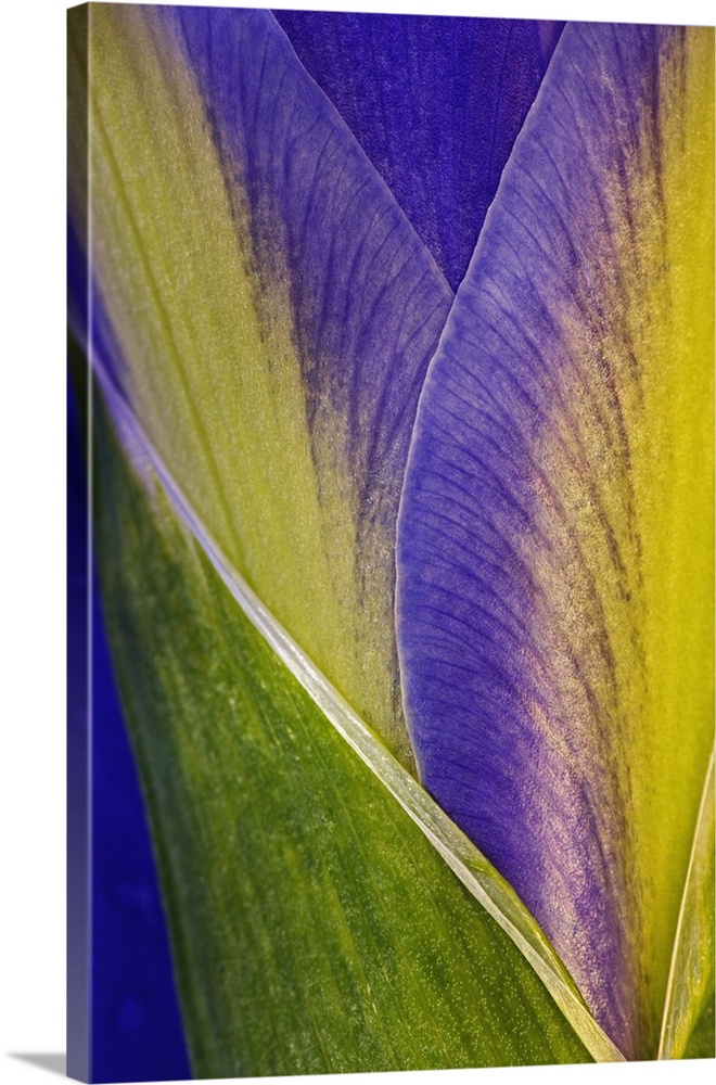 Close-up of Iris blossom.