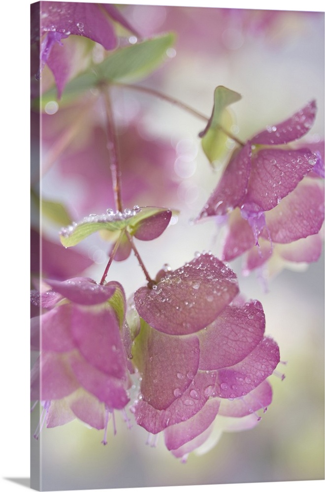 Close-up of ornamental oregano plant with dewdrops.
