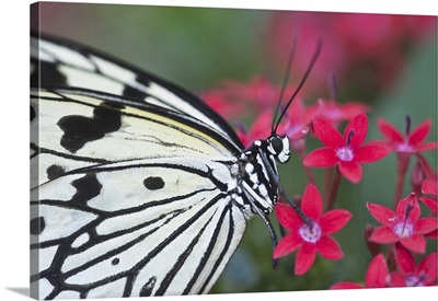 Close-up of Paper Kite Butterfly on flower
