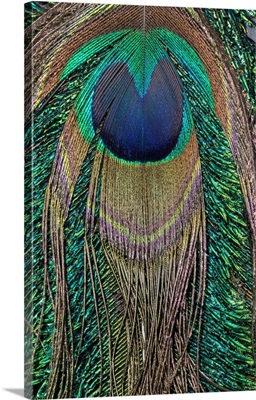 Close-Up Of Peacock Tail Feather