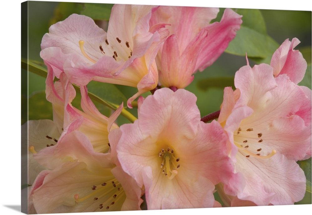 Close-up of pink rhododendron blossoms.