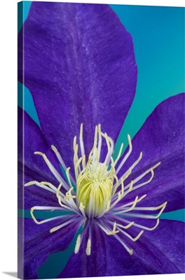 Close-Up Of Purple Clematis