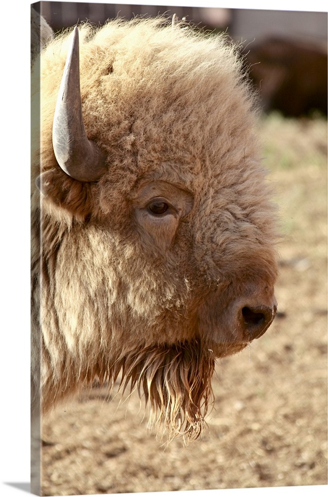 Santa Fe, New Mexico, United States.  Rare white buffalo. Sacred to Native Americans. PR