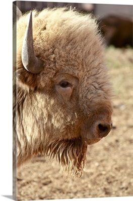 Close-up of Rare white buffalo head, Santa Fe, New Mexico