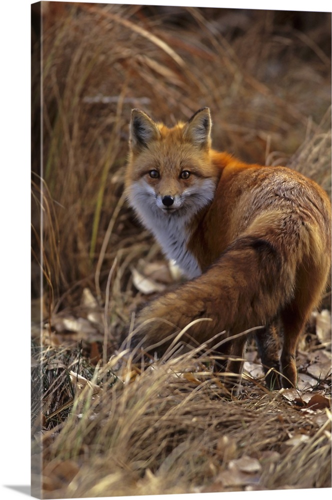 USA, Colorado, Jefferson County. Close-up of red fox.