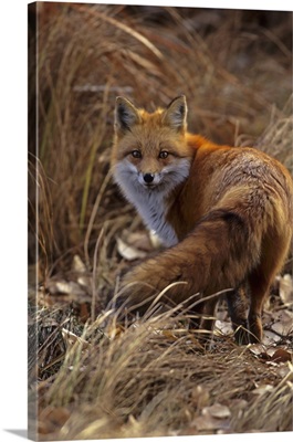 Close-up of red fox