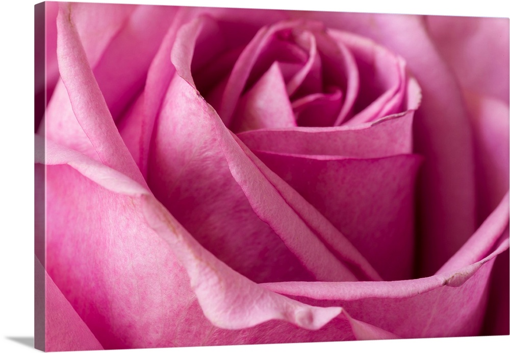 Close-up of rose.