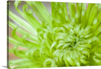 Close-up of spider chrysanthemum