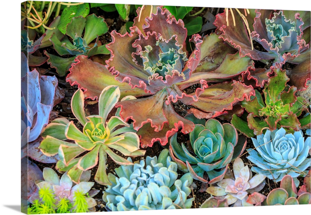 Close-up of succulent plants, San Diego, CA, USA.