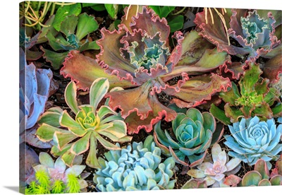 Close-up of succulent plants, San Diego, CA, USA