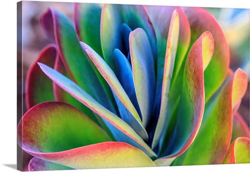 Close-up of succulent plants, San Diego, CA, USA Wall Art, Canvas ...