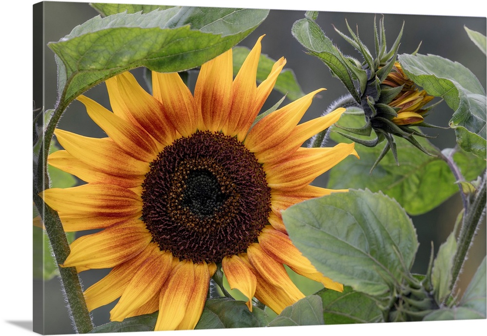 USA, Alaska, Chena Hot Springs. Close-up of sunflower plant.