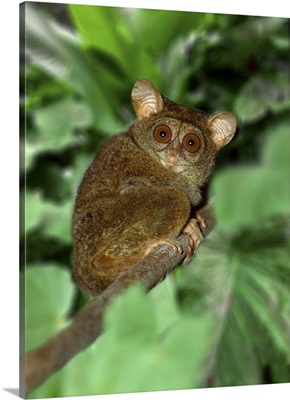Close-Up Of Tarsier On Limb In Indonesia