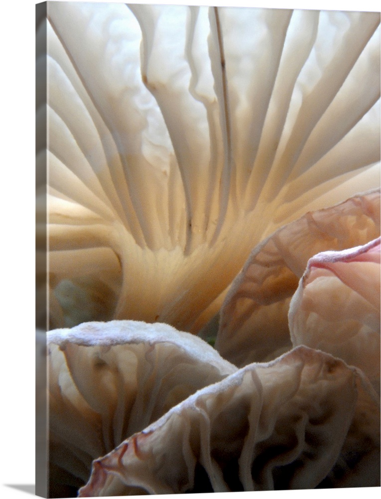 Close Up of Wild Mushrooms.
