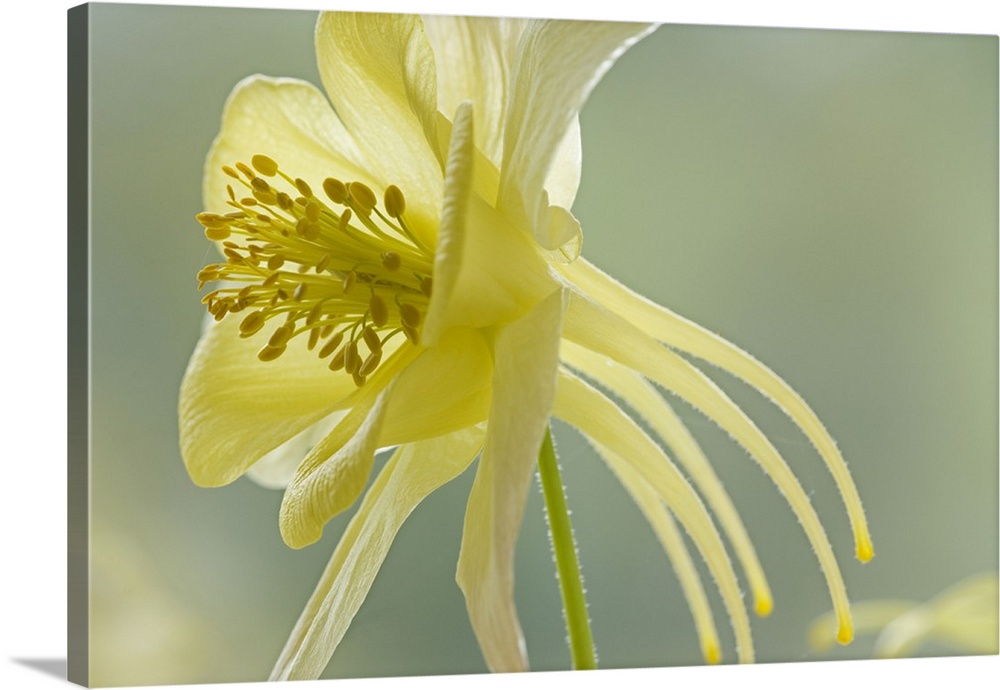 Close-up of yellow columbine flower.