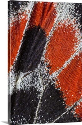 Close-Up Patterns Of Butterfly Wings Showing The Tiny Overlapping Scales