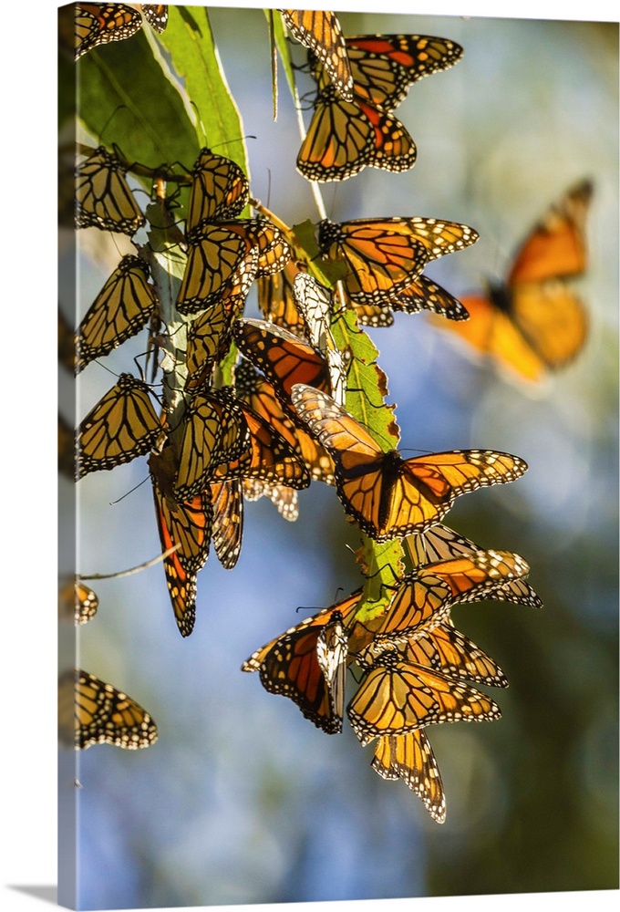 USA, California, San Luis Obispo County. Clustering monarch butterflies on branches. Credit: Cathy & Gordon Illg / Jaynes ...