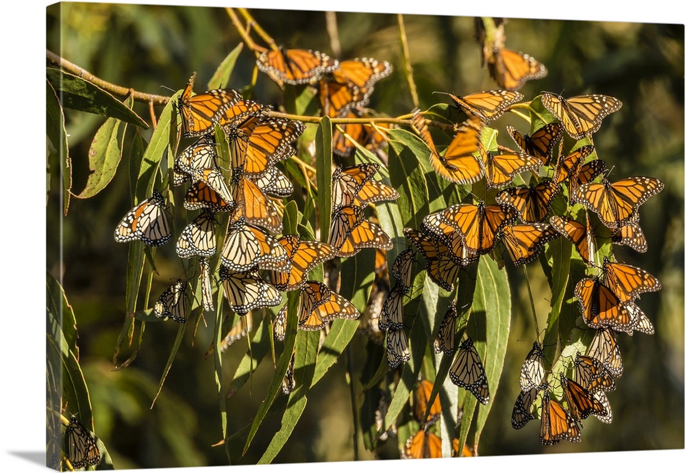 USA, California, San Luis Obispo County. Clustering monarch butterflies on branches. Credit: Cathy & Gordon Illg / Jaynes ...
