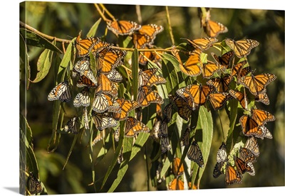 Clustering Monarch Butterflies On Branches