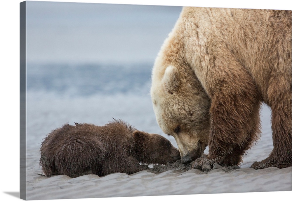 Coastal Grizzly bear cub (ursus arctos) begs for a clam from its mother. Lake Clark National Park, Alaska.