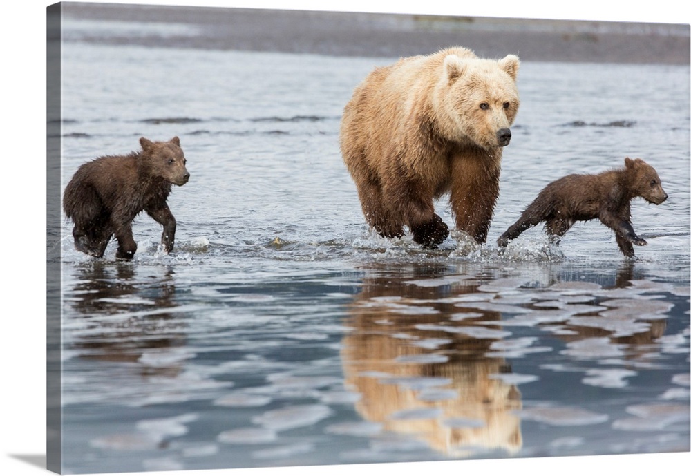 Coastal Grizzly bear (ursus arctos) mother and cubs run across mud flat, Lake Clark National Park, Alaska.