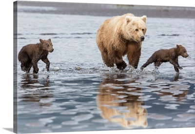 Coastal Grizzly Bear Mother And Cubs Run Across Mud Flat, Lake Clark National Park