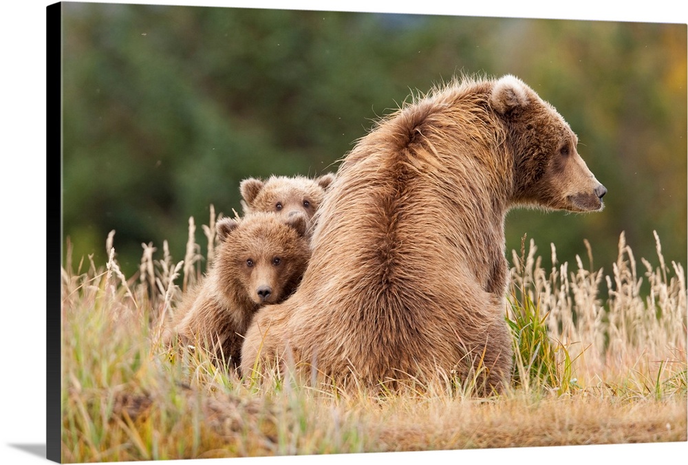 Coastal Grizzly Sow With Her Spring Cubs At Hallo Bay, Katmai National Park, Alaska.