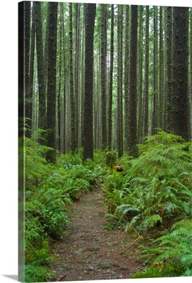 Coastal Temperate Rainforest, Olympic National Park, Washington