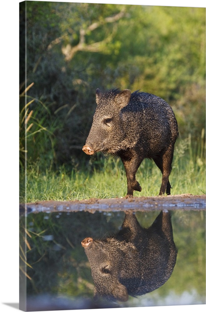 Starr county, South Texas, USA, Collared Peccary (Pecari tajacu) adult reflected in pond.