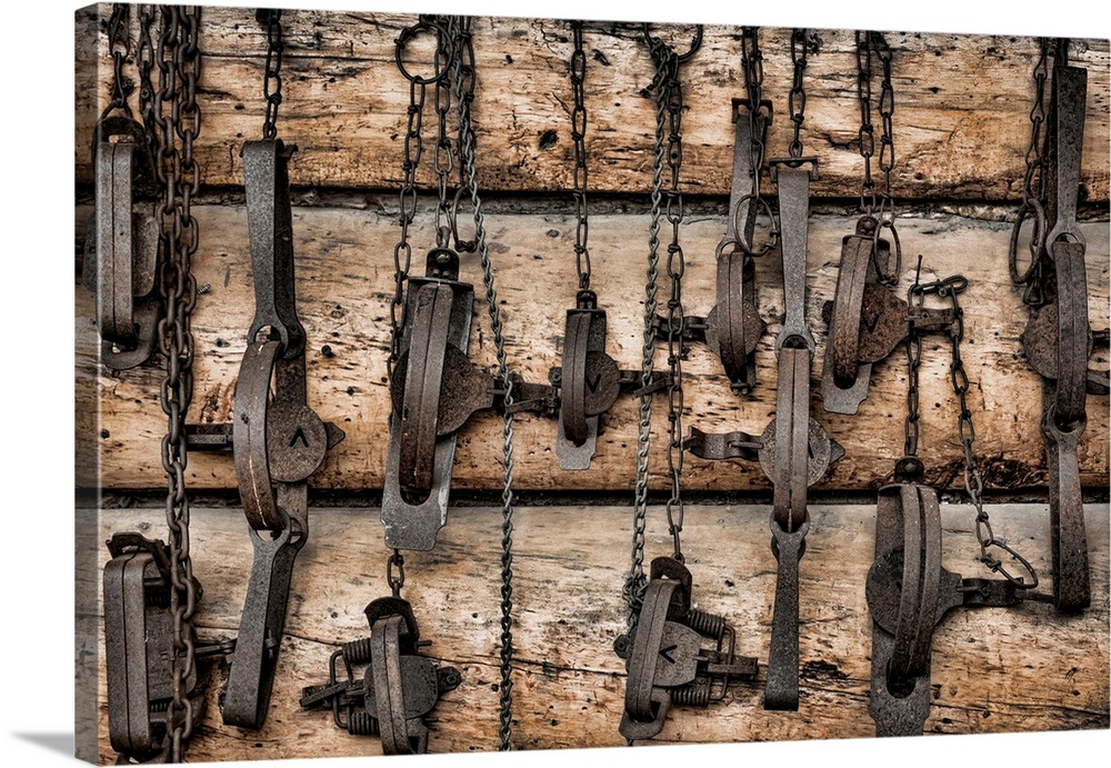 USA, Alaska. Collection of old traps hang on log cabin wall.