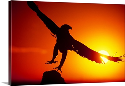 Colorado. A falconer's golden eagle takes flight at sunrise