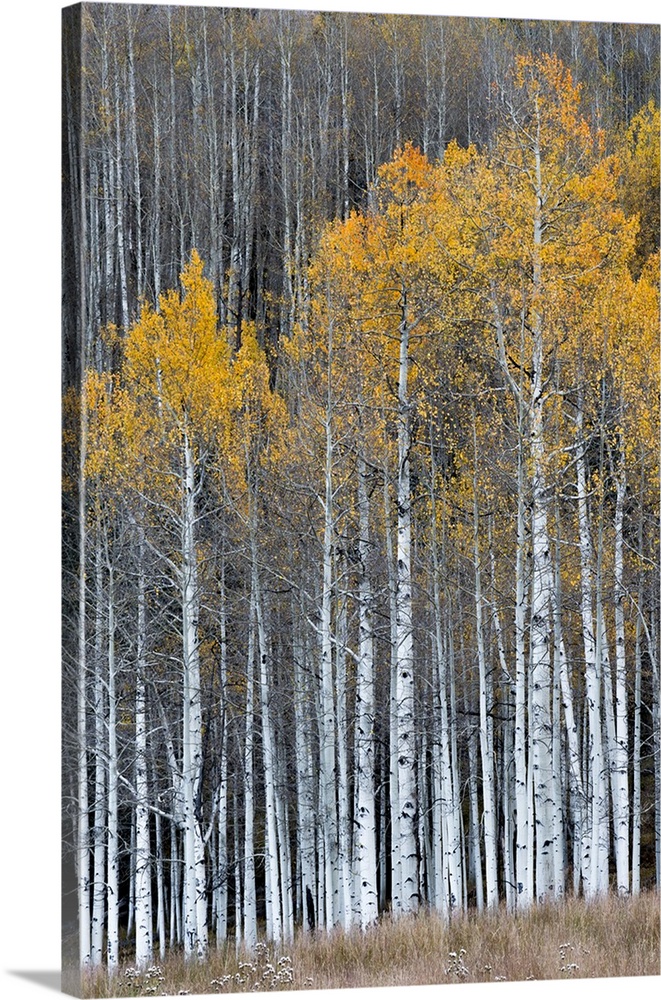 North America, USA, Colorado.  A stand of autumn yellow aspen in the Uncompahgre National Forest, CO