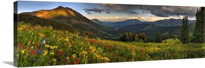 Colorado, Crested Butte, Wildflowers