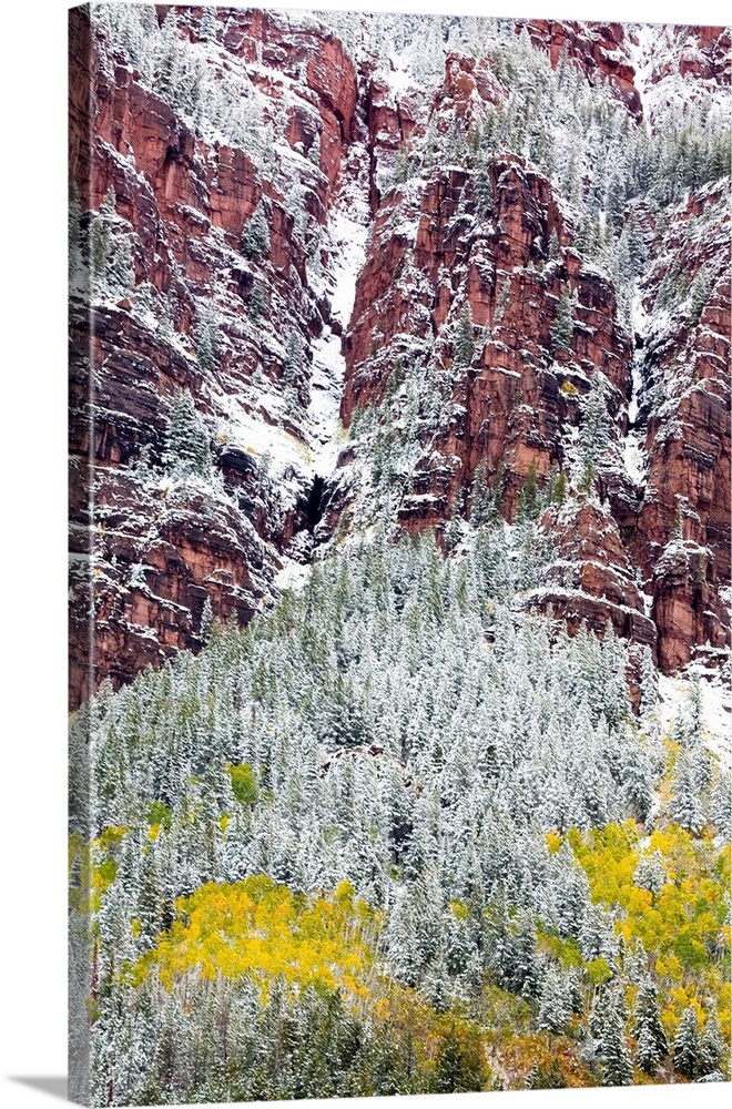 North America,USA, Colorado,First Snow over the Red Cliffs and Aspens of Redstone Colorado