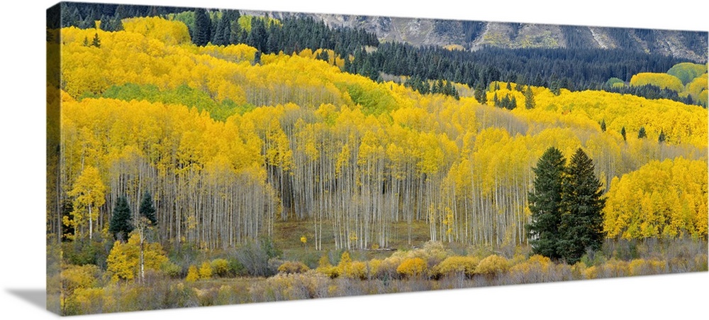 USA, Colorado, Gunnison National Forest, Autumn colored groves of quaking aspen at the base of the Ruby Range.