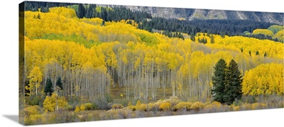 Colorado, Gunnison National Forest, Ruby Range