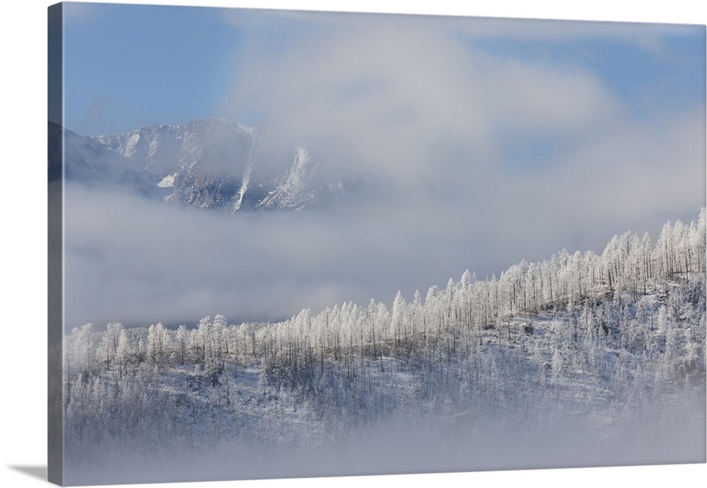 USA, Colorado. Hoarfrost coats the trees of Pike National Forest.