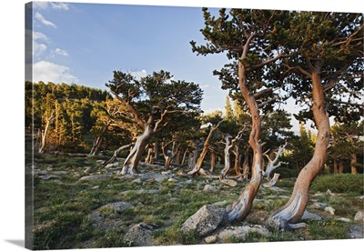 Colorado, Mount Evans, Bristlecone Pine growing at timberline