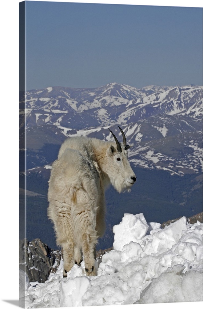 USA, Colorado, Mount Evans. Mountain goat and Rocky Mountains.