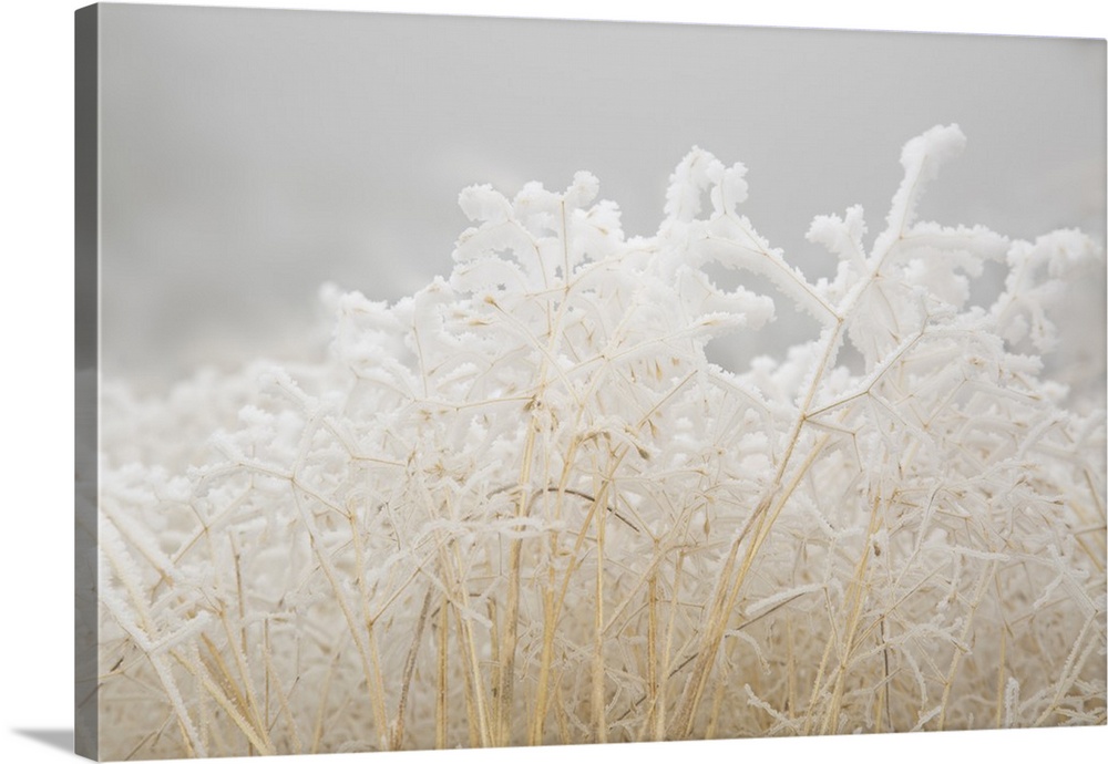USA, Colorado, Pike National Forest. Dried winter grasses covered in hoarfrost.
